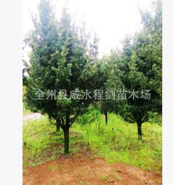 大量供應苗木 羅漢松