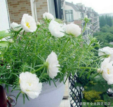 農家提供 半支蓮 佛甲草 萱草 吉祥草 虎耳草 石蒜 玉簪 千屈菜