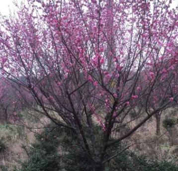 批發紅梅樹 骨里紅紅梅大樹樁 品種規格齊全 量大優惠