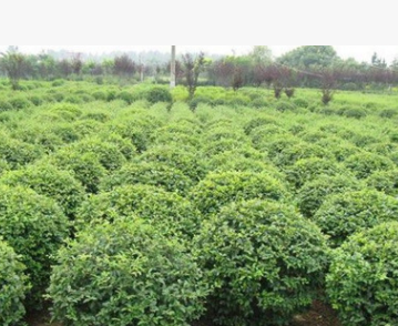 小葉女貞球批發綠化苗木色塊綠籬園林綠化小葉女貞球 女貞造型樹