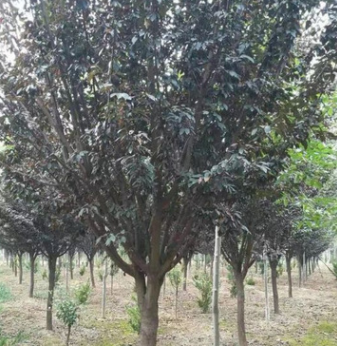 基地直銷紅葉李紫葉李種苗，紅葉李價格紫葉李規格其全 量大優惠