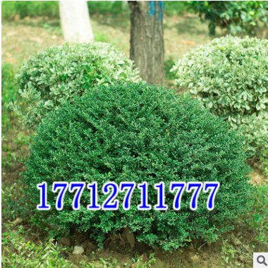 基地批發龜甲冬青球 工程綠化苗木灌木 常綠型苗木 龜甲冬青苗