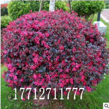 紅花繼木苗籬笆苗庭院綠化苗木工程四季常青彩色樹苗紅花繼木球