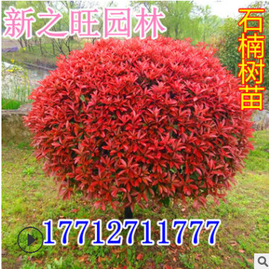 供應綠化苗 紅葉石楠 紅葉石楠球 獨桿紅葉石楠 規格齊全