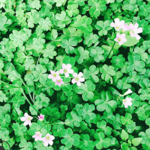 基地供應 三葉草 品種齊全 成活率高 耐寒地被