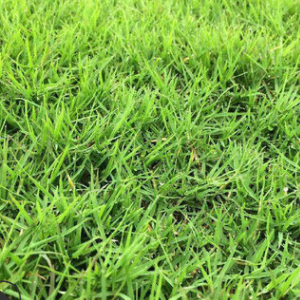 農家供應 狗牙根 沿階草吉祥草炸醬草馬尼拉果嶺草百慕大