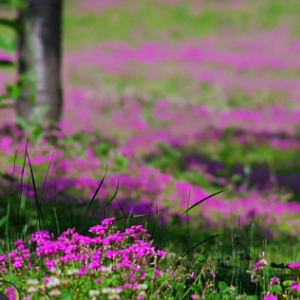 基地批發 紅花酢漿草 品種齊全 成活率高 耐寒地被