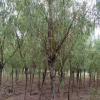 廣玉蘭小苗基地直銷行道樹玉蘭苗批發(fā) 苗圃發(fā)貨品種齊全成活率高