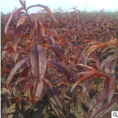 紫葉碧桃花工程綠化苗木 紅葉碧桃樹苗 基地直銷行道樹