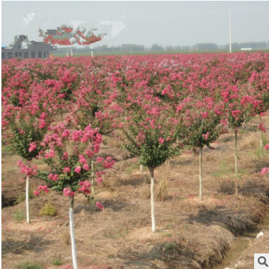 綠化工程苗紫薇樹苗紅花紫薇紅火箭大紫薇苗精品特價(jià)耐寒花卉