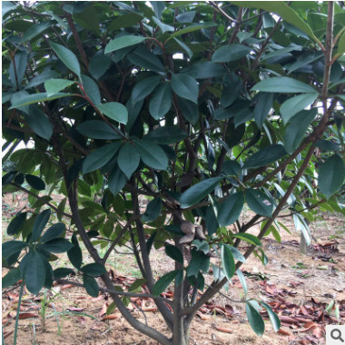 紅葉石楠球常綠灌木風(fēng)景樹苗盆栽庭院園林綠化苗木基地