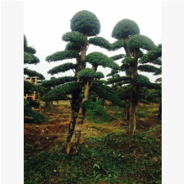 造型景觀樹批發(fā) 小葉女貞造型樹 造景綠化樹苗 別墅小區(qū)設(shè)計(jì)工程