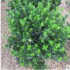 工程綠化用綠籬大葉黃楊小苗大葉黃楊球高桿大葉黃楊供應