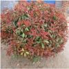 四季青常綠灌木紅葉石楠球高桿紅葉石楠球直供