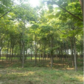 出售園林工程綠化苗木鵝掌楸又名馬褂木直供