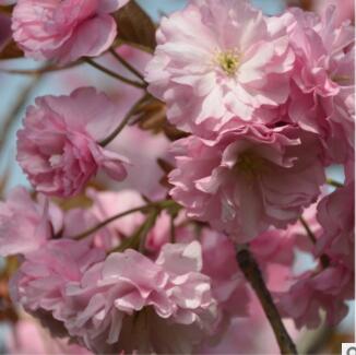 美人梅 江蘇優質園林觀賞植物美人梅 花多 樹型飽滿 苗圃直銷