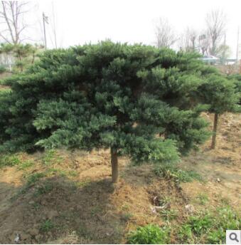 常綠灌木地龍柏高桿地龍柏地龍小苗直供