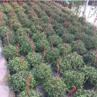 千葉吊蘭綠植盆栽室內陽臺垂吊植物紐扣藤 鐵絲草 電線千葉蘭盆栽