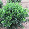 工程綠化用綠籬大葉黃楊小苗大葉黃楊球高桿大葉黃楊供應