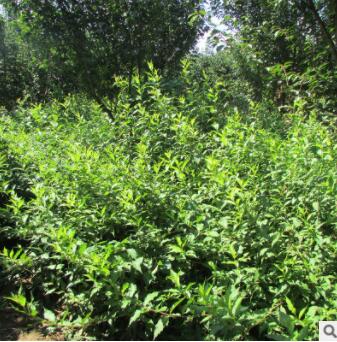 現貨出售工程綠化苗紅王子錦帶各種規格紅王子錦帶銷售