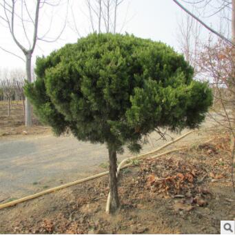 常綠灌木龍柏球龍柏柱高桿龍柏樹形優量大規格