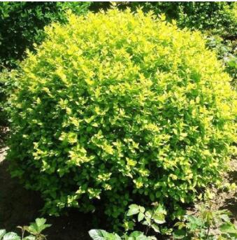 園林綠化觀賞苗木 金葉女貞球 優價出售各規格苗木金葉女貞