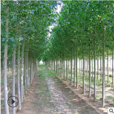 毛白楊批發 工程綠化苗木白楊樹苗 基地直銷速生白楊小苗