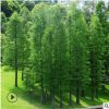 落羽杉苗批發(fā) 工程綠化苗木落羽杉樹苗 直銷行道樹綠化水杉樹小苗