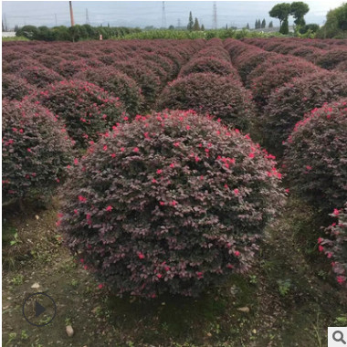 大量批發綠化苗 紅花繼木球 規格齊全 園林綠化苗 價格優惠