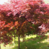 中國紅楓樹苗批發(fā) 日本紅楓苗 秋火焰紅楓小苗 園林綠化苗木