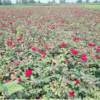 苗圃直銷豐花月季苗藤本月季花苗盆栽花苗種苗花卉苗木基地批發(fā)