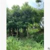 樟樹15-20cm袋苗常綠行道樹香樟中山基地直銷