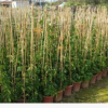 藤本植物盆栽炮仗花 庭院垂直綠化攀援花木