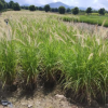 金紅羽狼尾草盆栽高80-100cm觀賞草中山基地批發