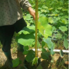 水生植物荷花高50-80cm盆苗基地直銷