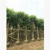 火焰木15-16cm假植苗樓盤觀花行道樹中山基地直銷