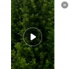 綠植盆栽金錢榕高度180-200厘米灌縱綠籬工程苗基地批發