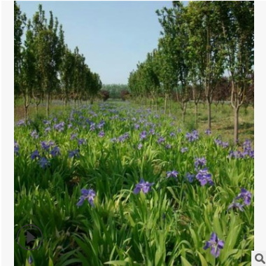 苗圃直銷 鳶尾 德國鳶尾 綠化 基地 苗木基地 農戶直銷