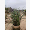 觀賞草基地直銷盆栽斑葉芒 叢植孤植皆可花葉芒