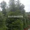 四川樂山供應(yīng)小葉楨楠