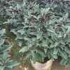 盆栽煙火樹 庭院花期長植物煙火樹 大宗苗木采購