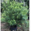 夾竹桃高180-200cm假植苗灌縱黃花甲竹桃中山基地直銷