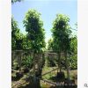 白蘭 袋苗 市政綠化工程苗 中山花木基地