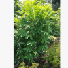 鷹爪花 觀花盆栽
