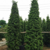 塔形羅漢松可作綠籬孤植 庭院風景樹