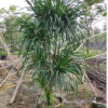 大型綠植盆栽造型龍血樹高250-300cm步步高基地直銷