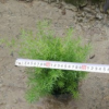 盆栽天門冬 基地直銷觀葉花卉
