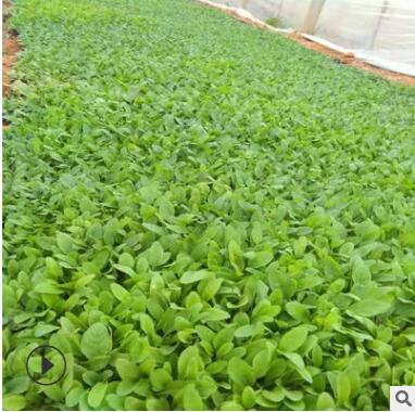 廠家直銷 地被鼠尾草 花卉新品上市 大量批發 地被鼠尾草