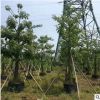 美麗異木棉18-20cm多花行道樹假植苗美人樹中山基地直接