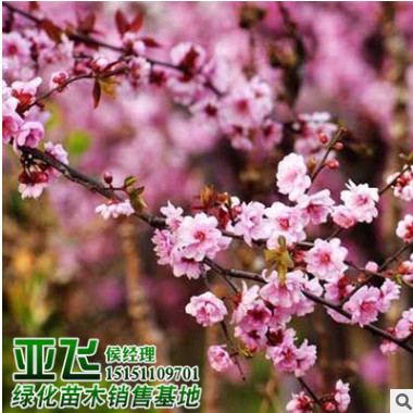 基地大量批發美人梅 綠化工程樹木 美人梅樹 庭院園林觀花植物